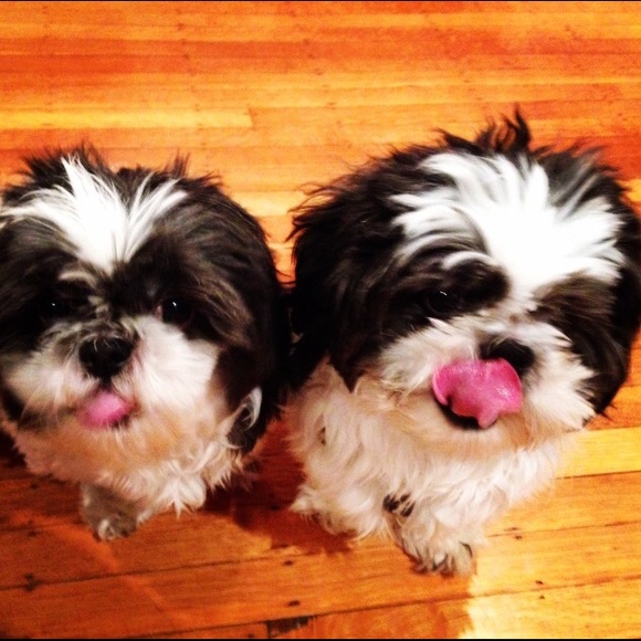 😍Meet Your Seller😍 - Picture 11 of 15